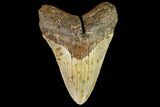Fossil Megalodon Tooth - North Carolina #109864-1